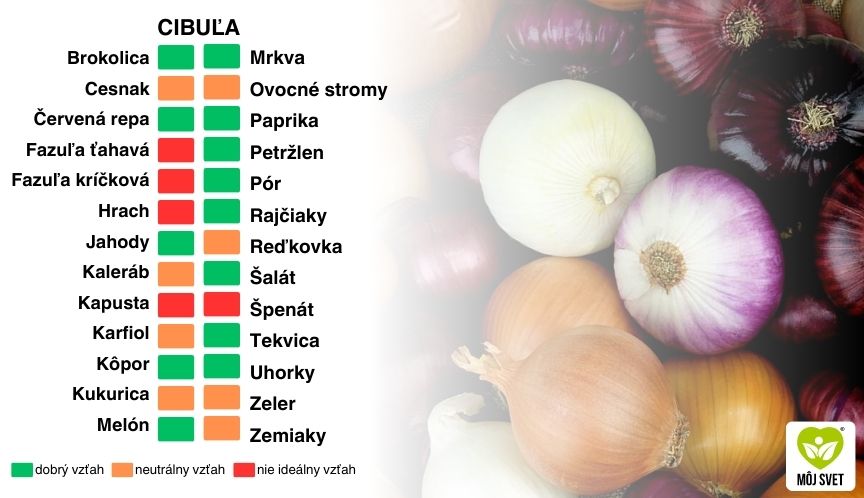 vhodne-vysadbove-kombinacie-pre-cibulu