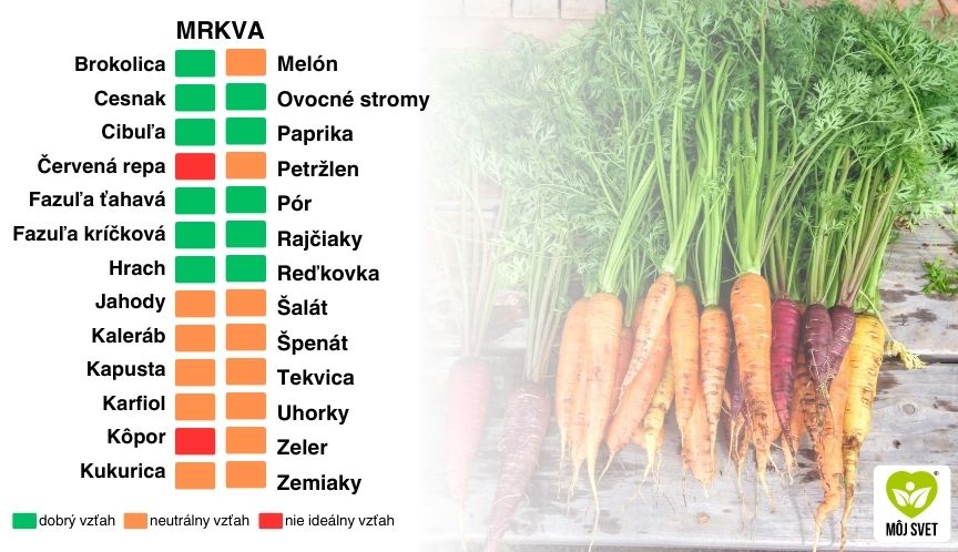 vhodne-vysadbove-kombinacie-pre-mrkvu